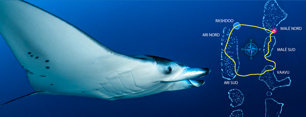 circuit atolls centre 10 nuits raie manta